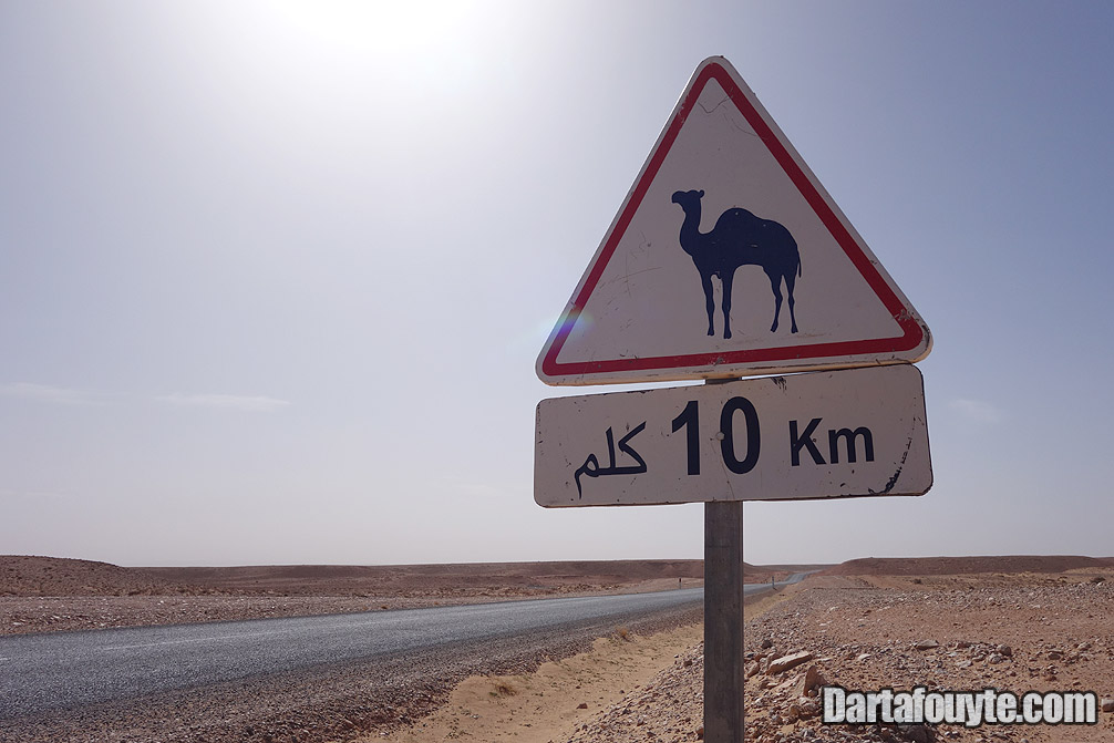 Location, Camel Sign Road Morocco South Morocco road sign