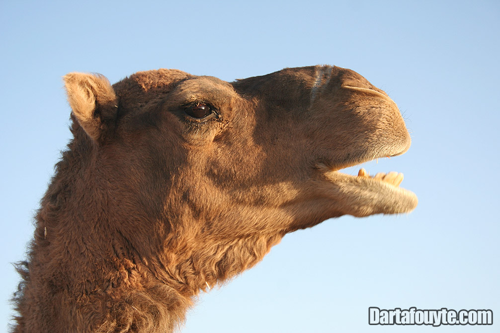 Photos, Camel Head Morocco