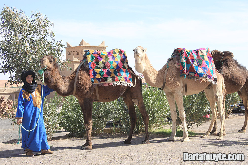 Photos, Camel Trekking Morocco