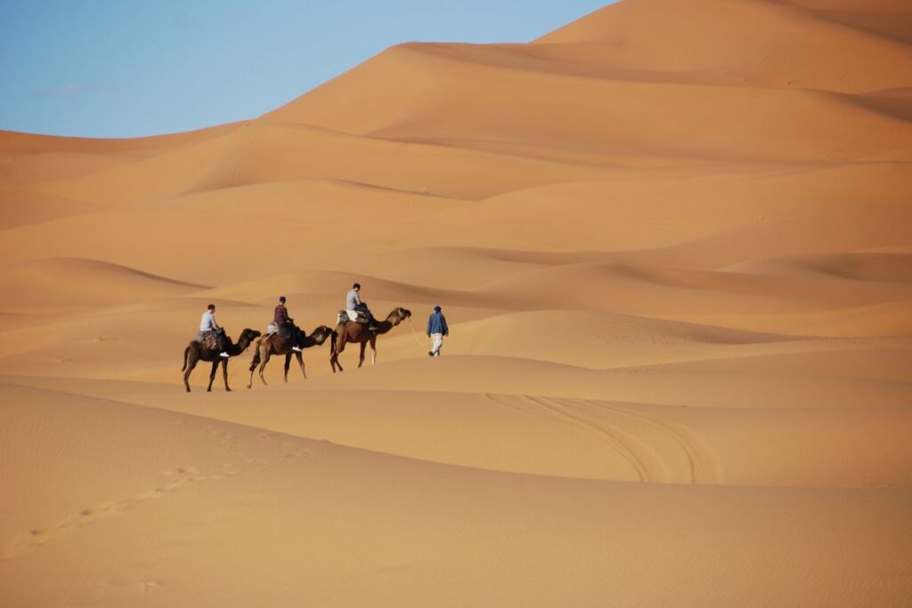 sahara camels